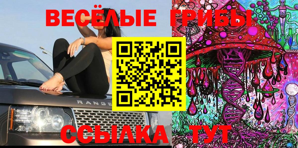 Галлюциногенные грибы Psilocybe Майкоп